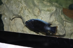 Cynotilapia sp. "maleri" Nakantenga (Male)