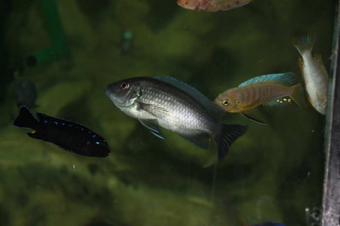 Cynotilapia sp. 