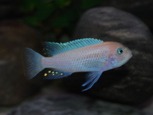 Maylandia estherae Minos Reef (Male O)