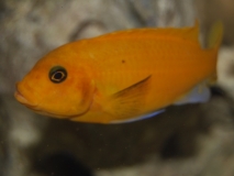 Maylandia estherae Minos Reef (Femelle BB)