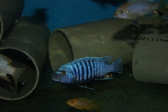 Maylandia sp. 