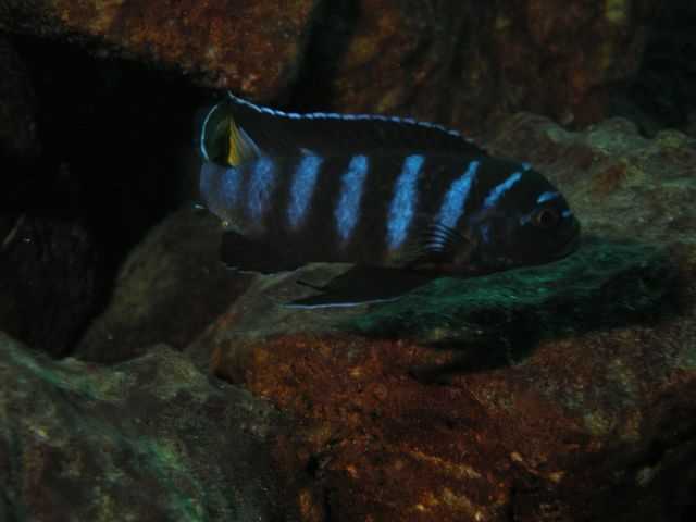Pseudotropheus sp. 