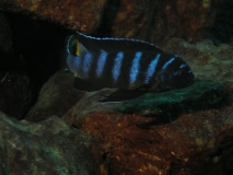 Pseudotropheus sp. 