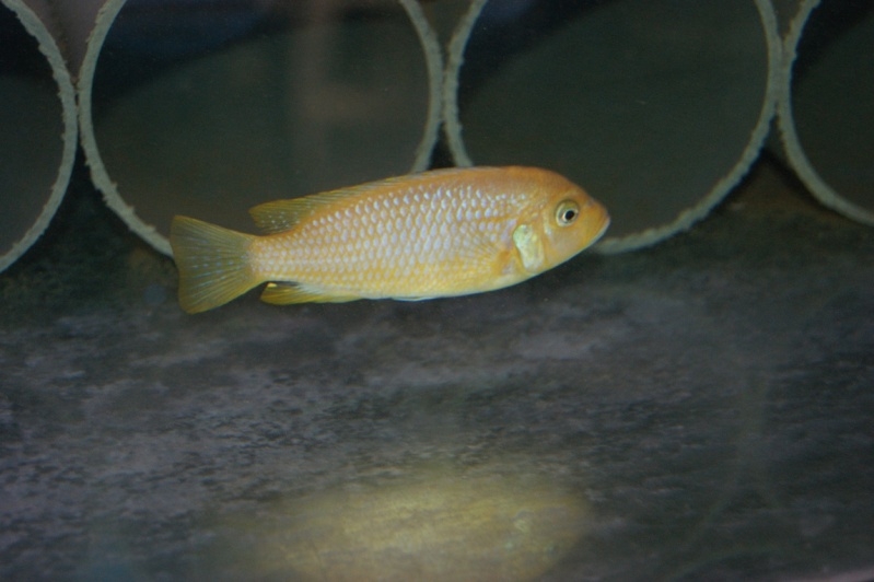 Maylandia sp. 