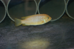 Maylandia sp. 