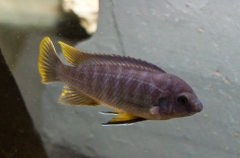 Labeotropheus fuelleborni Mbenji (male BB)