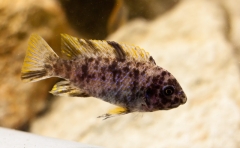 Labeotropheus fuelleborni Mbenji (male MC)