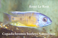 Copadichromis borleyi Namalenje (Mâle)