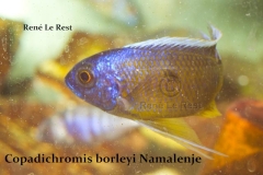 Copadichromis borleyi Namalenje (Mâle)