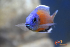 Copadichromis borleyi Kadango (Mâle)