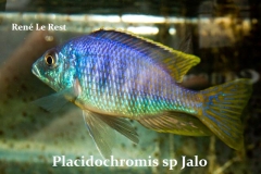 Placidochromis sp. 