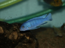 Chindongo heteropictus Chizumulu Island(Male)