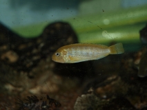 Chindongo heteropictus Chizumulu Island(Femelle)