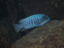 Labeotropheus fuelleborni Linganjala Reef (Mâle)