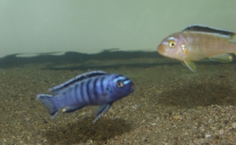 Pseudotropheus sp. 