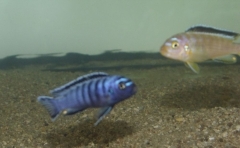Pseudotropheus sp. 
