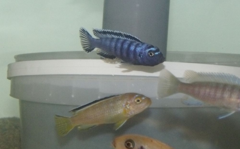 Pseudotropheus sp. 