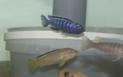 Pseudotropheus sp. 