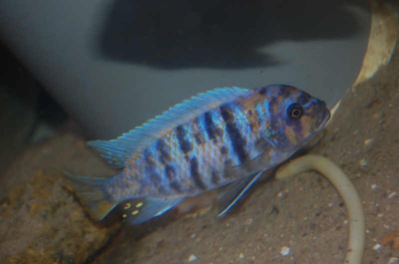 Maylandia zebra Likoma (Male MC)