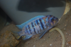 Maylandia zebra Likoma (Male MC)