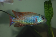 Lethrinops marginatus Matema (mâle)