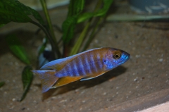 Aulonocara jacobfreibergi Cap Mac Clear (Male)