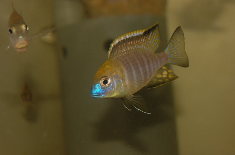 Lethrinops sp. 