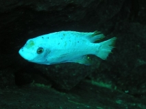 Labeotropheus fuelleborni Linganjala Reef (Mâle O)