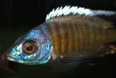 Otopharynx tetraspilus (Male)
