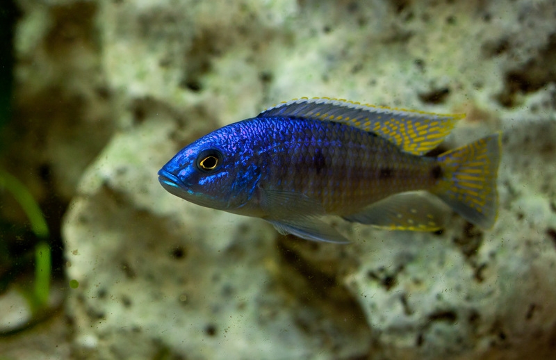 Othopharynx sp. 