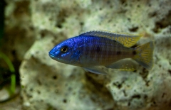 Othopharynx sp. "torpedo blue" Masinje (Male)