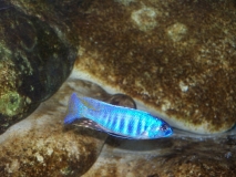Othopharynx sp. "torpedo blue" Masinje (Male)