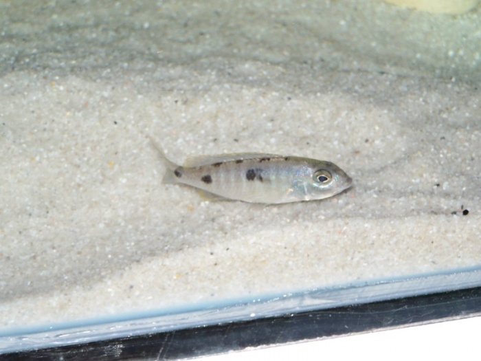 Othopharynx sp. 