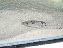 Othopharynx sp. "torpedo blue" Masinje (Femelle)