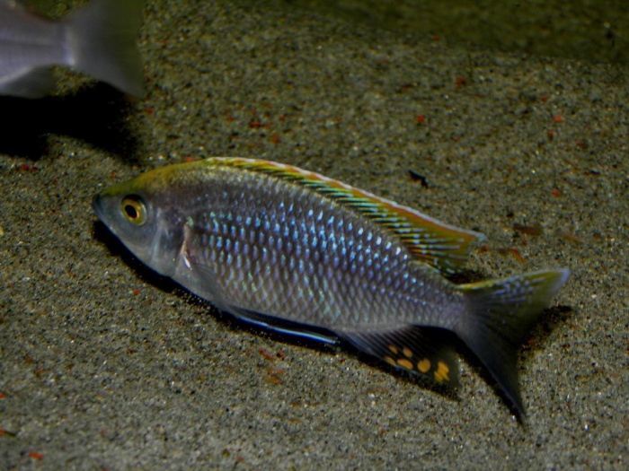 Copadichromis sp. 