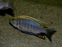 Copadichromis sp. 