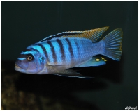 Maylandia fainzilberi Lundu (Male BB)