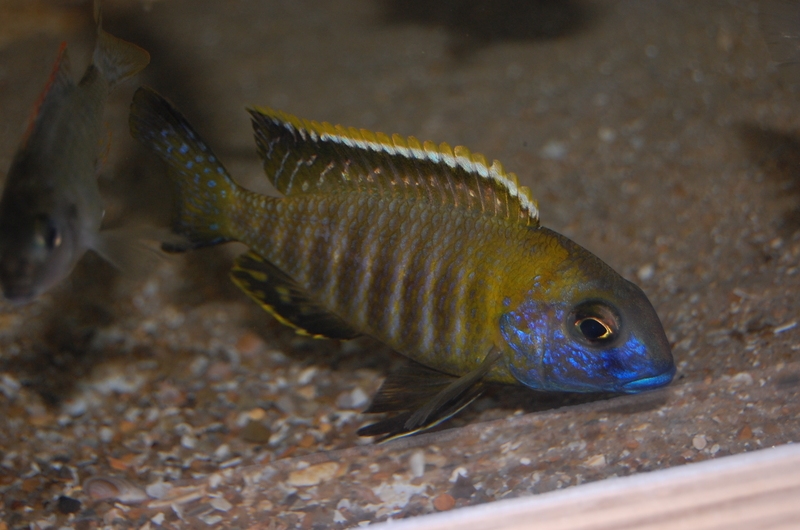 Tramitichromis sp. 