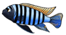 Avatar du membre