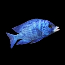 Avatar du membre