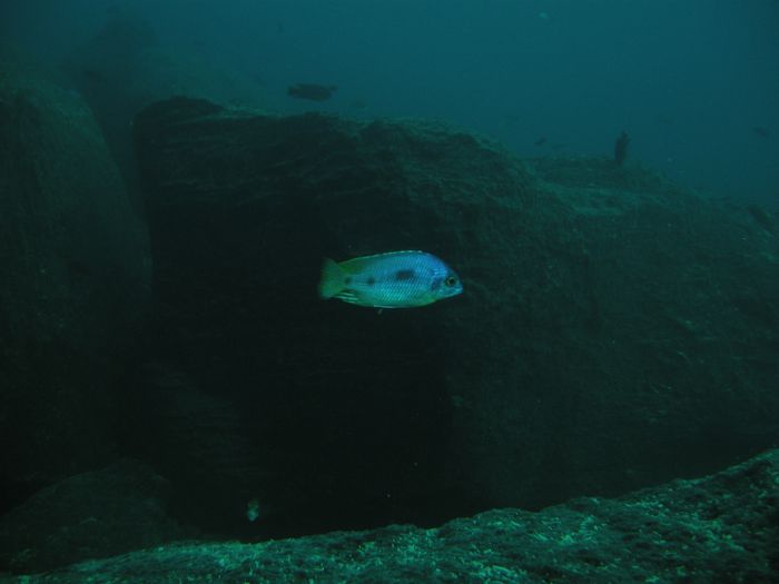 Otopharynx heterodon