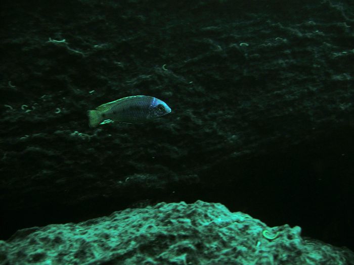 Otopharynx heterodon