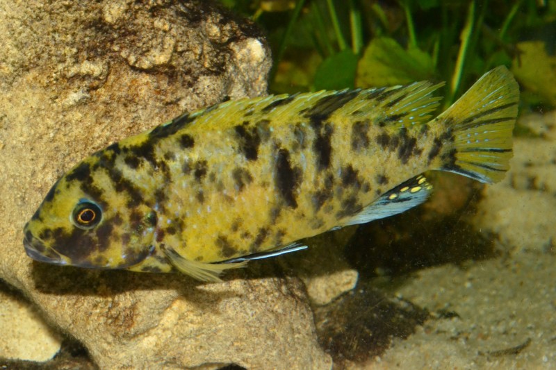 DSC_2499.JPG