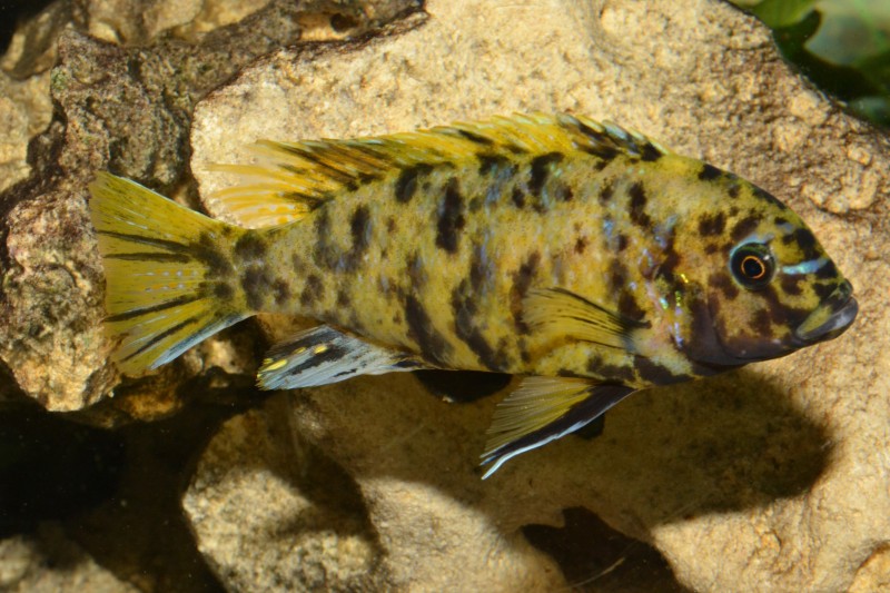 DSC_2161.JPG