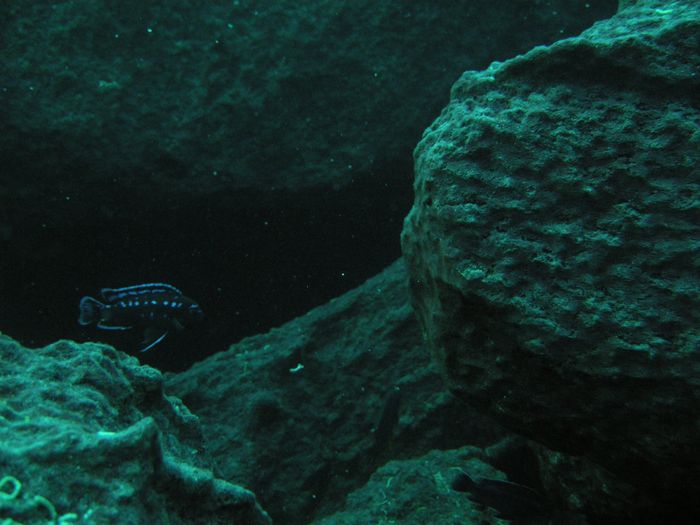 Melanochromis(ou pseudotropheus) interruptus