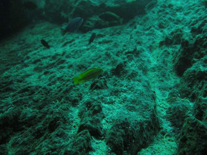 Melanochromis(ou pseudotropheus) interruptus