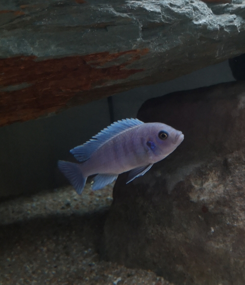 Le mâle qui est plus gros de 2 à 3cm a peu pret