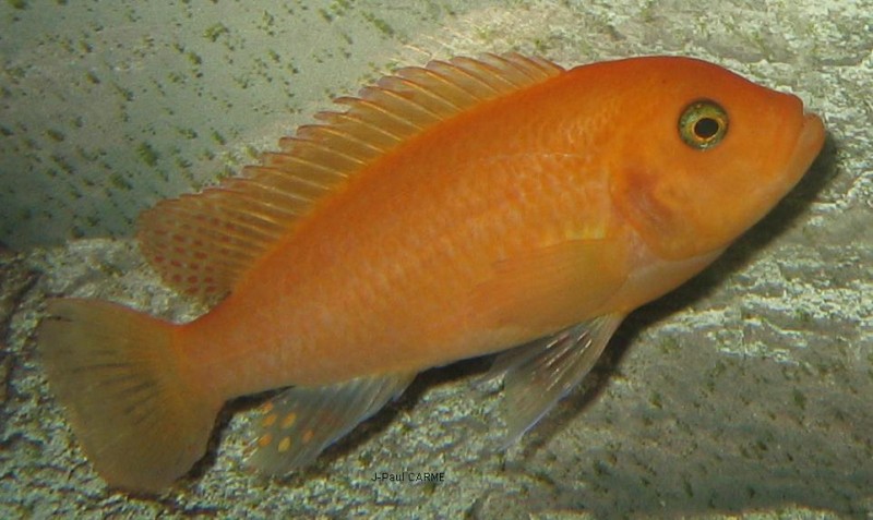m.estheraeF01.JPG