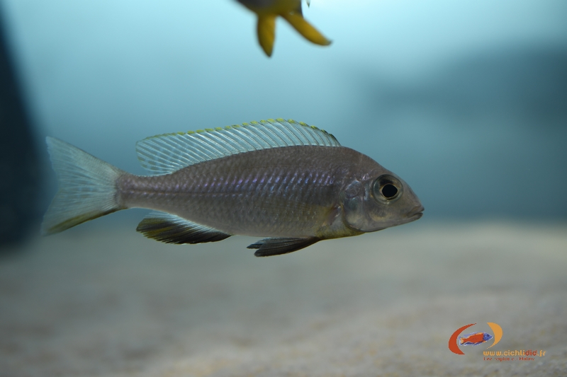 Placidochromis sp. 'electra blackfin' Makonde (F)