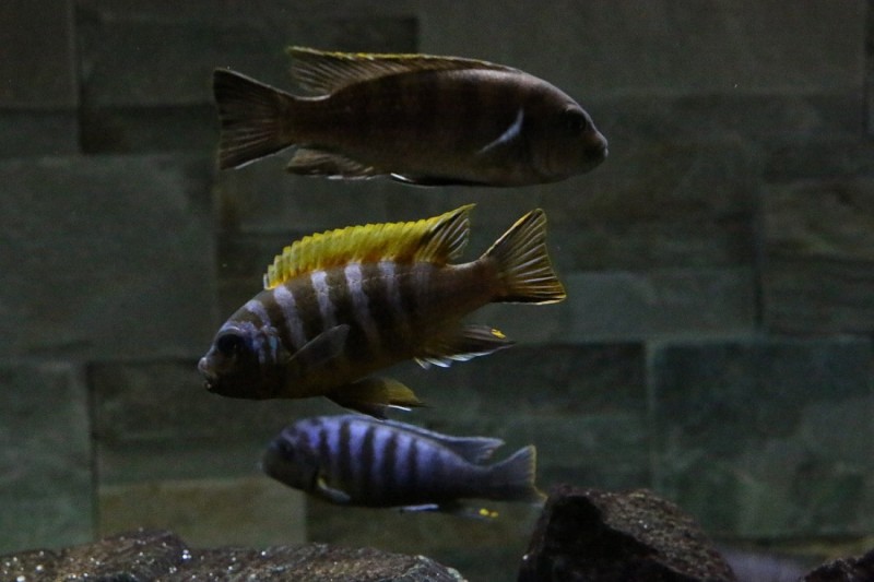 IMG_5238.JPG